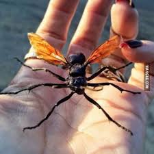 Bee movie is an iconic tale of how one little life can make a big difference, but barry b. Meet Tarantula Hawk The Biggest And The Meanest Wasp In The World Now Run Tarantula Hawk Tarantula Tarantula Hawk Wasp