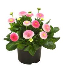 Mit frühlingsblumen fängt das gartenjahr erst wieder richtig an. Farbenfrohe Fruhlingsblumen In Grosser Auswahl Dehner