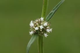 Image result for Spermacoce subvulgata