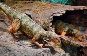 Image result for Pycnostachys orthodonta