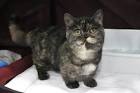 Munchkin Kittens for Sale | Buy Munchkin Cat Near Me