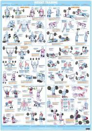 The more body fat you're carrying, the less detail and definition will show in all your muscle. Weight Training Bodybuilding And Muscle Anatomy Poster Chart Chartex