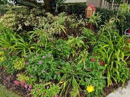 This assures that oxygen is not depleted in the water that is filling the air spaces so that air can get back in. What S Wrong With My Milkweed The Lawn Forum