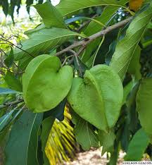 Image result for Oncocalyx