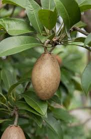 Image result for Manilkara koechlinii