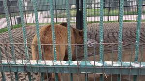 Samsun Hayvanat Bahcesinden Guzel Kareler 1 Animals Horses
