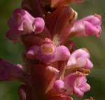 Image result for Satyrium sphaeranthum