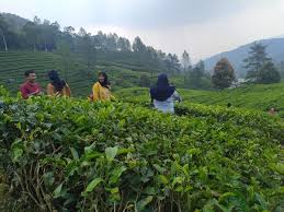 We did not find results for: Deretan Foto Kebun Teh Gunung Mas Yang Instagrammable