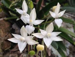 Image result for Bolusiella iridifolia