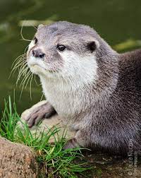 Small Clawed Otter Portrait Otters Otters Cute Baby Otters