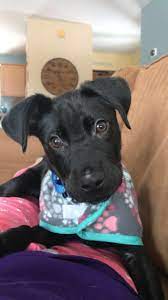 Puppy adoption fees are $250. Vt Dog Rescue