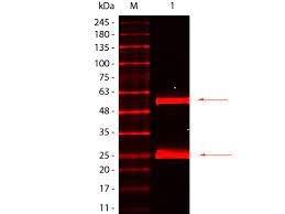 The camel igg presented as 2 bands with molecular masses of 250 and 100 kda, the latter corresponding to heavy chain igg, on 10 a comparative study was performed between camel igg and conventional horse f(ab)2 antivenoms in term of potency (serum neutralization test and elisa). Mouse Igg H L Antibody Dylight 680 Conjugated Pre Adsorbed 610 144 121