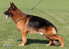We did not find results for: Heritage Hills Ranch German Shepherd Breeder Quality Puppies For Sale