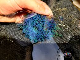 Image result for Ochna cyanophylla