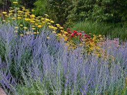 For the best prices on russian sage plants and many other easy to grow flowering perennials and grasses, shop online at garden goods direct. Blue Spire Russian Sage 1 Gallon Herb Plants Gardener Direct