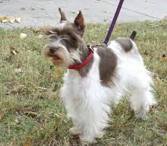 Parti Colored Miniature Schnauzer Pure Parti Color Mini Schnauzer Schnauzer Dog Schnauzer Puppy Mini Schnauzer Schnauzer