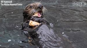 Animalwised takes a look at the different aspects of domestic otters. New Study Baby Otters Trendy Exotic Pets Facebook Wildlife Trafficking People Com