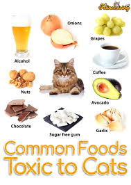 After all, since we wrote about what dogs eat, we what cats can eat. Foods Toxic To Cats 12 Most Common Foods Revealed