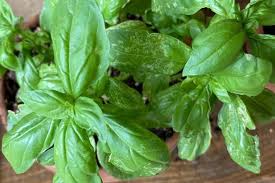 Image result for Phyllanthus parvulus