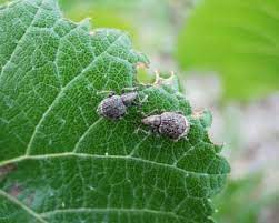 Fruit trees are no stranger to insects, which use the tree as a host plant, breeding ground, food source and living area. Garden Weevils