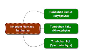 We did not find results for: Kingdom Tumbuhan Plantae Kelas X Semester 2 Belajar Biologi Sma