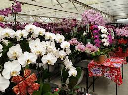 Check spelling or type a new query. World Of Phalaenopsis Ulu Yam Selangor