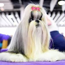 Junior showmanship preliminaries, and obedience highlights will be televised live from 1:00 p.m. Westminster Dog Show Canadian Tv Schedule