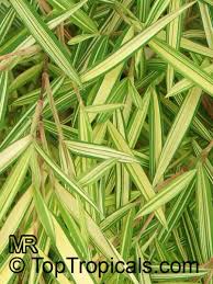 Image result for Pogonatherum paniceum