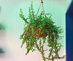 Its foliage is a good food source in. Grow Magnificent Jade Plant In Hanging Basket Easily 5 Steps With Pictures Instructables