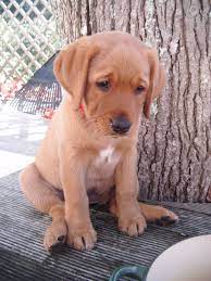Brooke Our Red Fox Labrador Loves To Play With Water And Especially Ice Cubes These Are Great Whilst She Teethe Lab Puppies Fox Red Labrador Red Lab Puppies