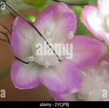 Image result for Gisekia africana