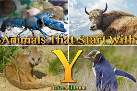 Animals That Start With Y List Of Amazing Animals Beginning With Y Animals Beginning With Y Animals List Of Animals