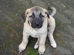Anatolian Shepherds Kangal Dog Anatolian Shepherd Puppies Anatolian Shepherd
