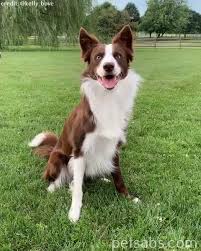 A Collie Dog Showing Off His Tricks Video Cute Dogs And Puppies Collie Puppies Cute Animals