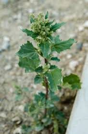 Image result for Chenopodiastrum