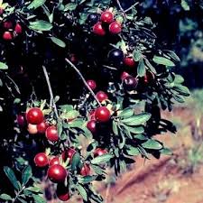 Image result for Diospyros lycioides