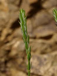 Image result for Leptactina platyphylla