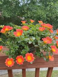 Image result for Portulaca centrali-africana