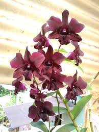 Maybe you would like to learn more about one of these? Roof Orchid Orchids On Green Roofs Delivering Biodiversity