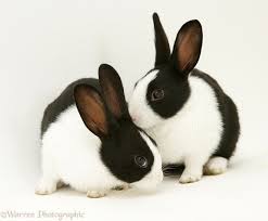 Black And White Bunny Names Boy Black And White Rabbits Photo Black And White Rabbit Rabbit Photos Rabbit