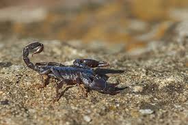 We are fully licensed and insured and have been serving our clients in the greater. Scorpions Pest Control In Round Rock Tx Lynx Pest Control