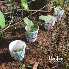 Check spelling or type a new query. How To Get Rid Of Vine Borers For Good Roots Boots