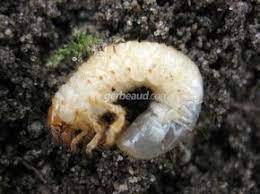 le ver blanc est considere comme un des ennemis numeros 1 du jardin notamment potager comment reconnaitre la lar potager facile ravageurs du jardin jardins