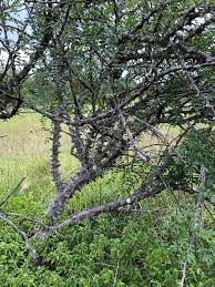 Image result for Zanthoxylum chalybeum