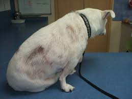 Small black dog skin bumps with hair loss. Spots Hair Loss Caused By Mites Vetwest Animal Hospitals