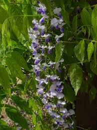 Image result for Lessertia macrostachya