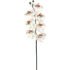 We did not find results for: Faux Phalaenopsis Orchid Stem Permanent Orchid Stem Faux Orchid Palm Bungalow