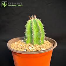 Image result for Euphorbia corniculata