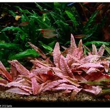 It needs more light than most other cryptocorynes, so it must never be overshadowed by other plants. Cryptocoryne Flamingo Pink Gardening Plants On Carousell