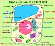 A Picture Of A Plant Cell With Labels Plant Cell Diagram Label 7 2 Plant Cell Project Plant And Animal Cells Cells Project